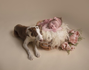 newborn baby girl with brown and white collie dog